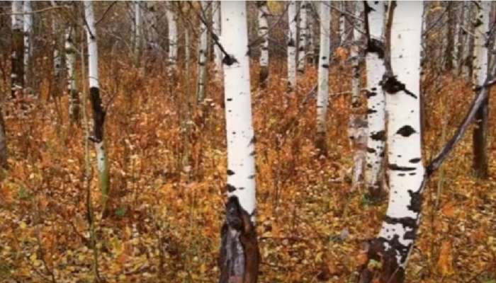 Optical Illusion : घनदाट जंगलात दबा धरुन बसलाय एक कोल्हा; 20 सेकंदात दिसणारच नाही