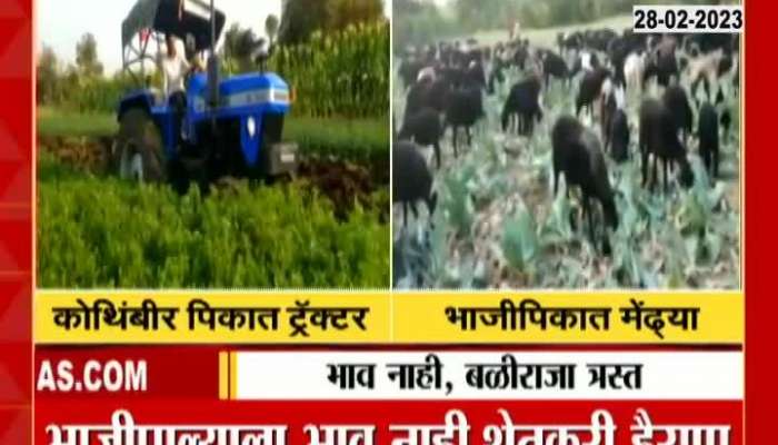 Hingoli Farmer disapponted For not getting Rate For Coriander