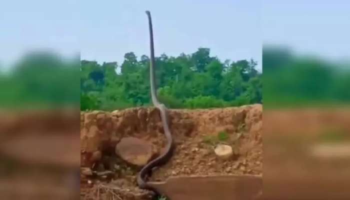 King Cobra Video: कशाचाही आधार न घेता किंग कोब्रा शेपटीच्या जोरावर उभा राहिला अन्...