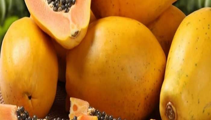 Papaya Worst Effects: या 5 परिस्थितीत पपई तुमच्यासाठी ठरू शकतं विष, जाणून घ्या फायदे आणि तोटे!