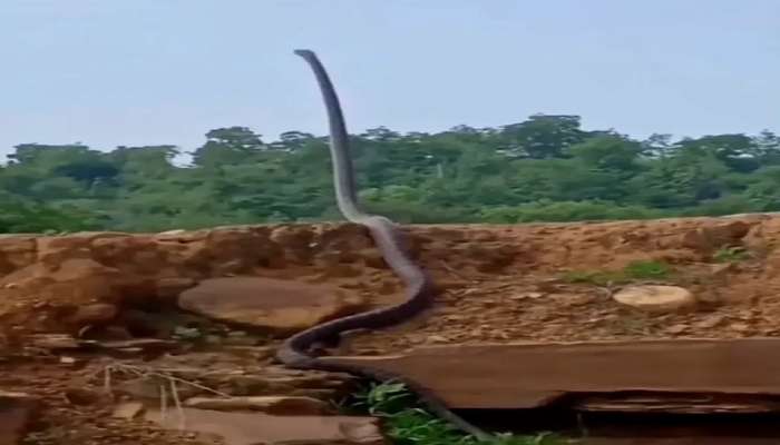 King Cobra viral video : सरपटणारा कोब्रा चक्क शेपटीवर उभा राहिला आणि...व्हिडीओ पाहून व्हाल थक्क  