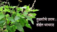 Tulsi Upay: गुरुवारी करा 'हे' तुळसीचे उपाय, चुटकीसरशी सुटेल आर्थिक समस्या