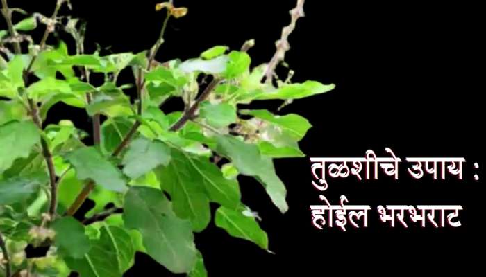 Guruwar Tulsi Upay: गुरुवारी करा &#039;हे&#039; तुळसीचे उपाय, चुटकीसरशी सुटेल आर्थिक समस्या