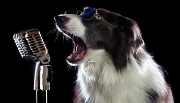 viral dog singing video: गाणारा कुत्रा पाहिलाय का ? video पाहून बसेल धक्का 