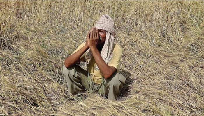 Maharashtra Farmers: कृषी सहाय्यकाच्या हलगर्जीपणामुळे 4 लाखांचे नुकसान; टोकाचे पाऊल उचलण्याचा शेतकऱ्याचा निर्णय