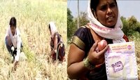 कांद्याने पुन्हा रडवले; 1 लाख रुपये खर्च केल्यानंतर मिळाला एक रुपया!