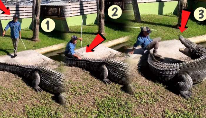 Man vs Crocodile: Over Confidence त्याला महागात पडला! मगरीच्या पाठीवर फटका मारला अन्...; पाहा Video