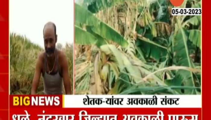 Dhule Nandurbar Farmers In Problem For Unseasonal Rain Crops Damage 