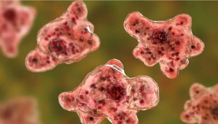 Amoeba virus : कोरोनानंतर आता नवं टेन्शन; मेंदू खाणाऱ्या अमिबामुळे अमेरिकेत मृत्यू