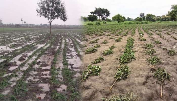 Maharashtra Weather : महाराष्ट्रावर अवकाळी संकट; पाऊस, गारपीटीमुळं पिकांचं नुकसान 