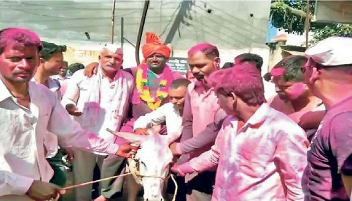 Holi 2023: विड्याची अनोखी परंपरा...गाढव तयार पण, मिरवणुकीसाठी जावई सापडेनात...