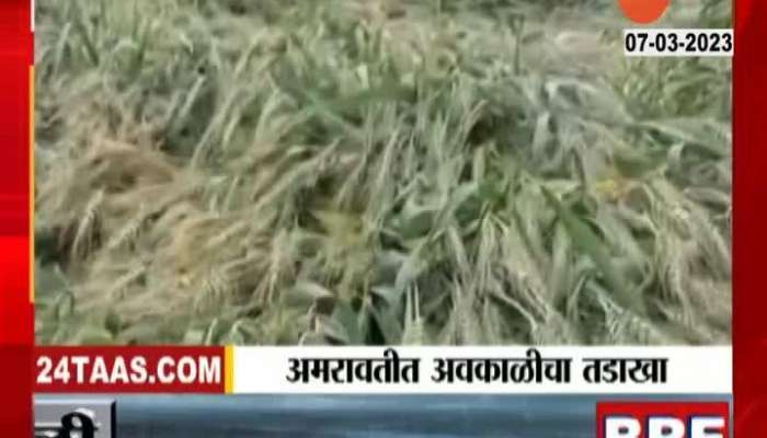 Amravati Ground Report Crops Damage From Unseasonal Rainfall