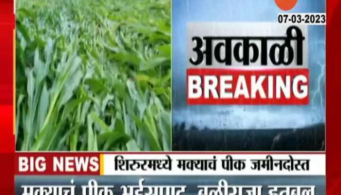 Pune Shirur Ground report Farm Damage From Unseasonal Rainfall