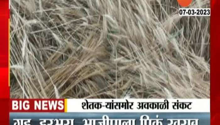 Heavy loss of wheat, gram, vegetable crops in Yavatmal district