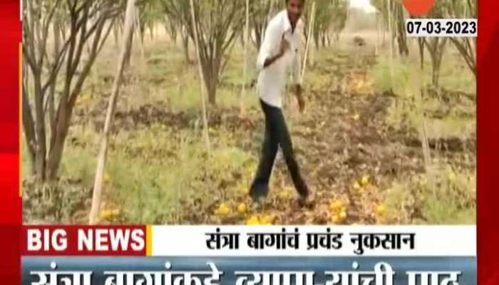 Wardha Orage Crop in Danger Unseasonal Rain