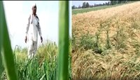 सांगा कसं जगायचं! गारपीटने उध्वस्त झालेल्या शेतकऱ्यांची दुर्दैवी कहाणी
