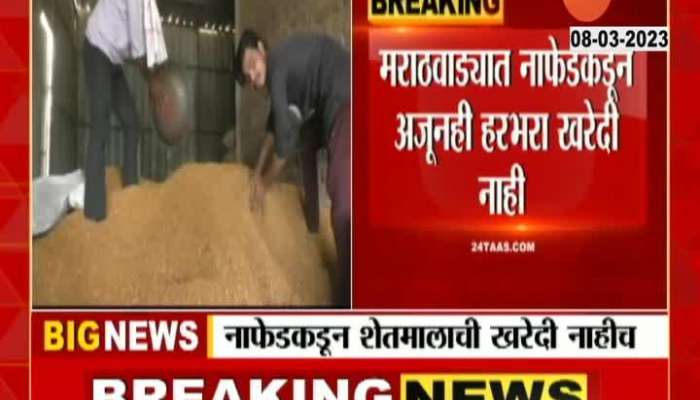 No purchase of gram from Nafed Farmers in Marathwada are in trouble
