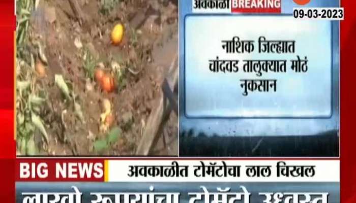 Nashik Tomato Crop loss unseasonal rain 