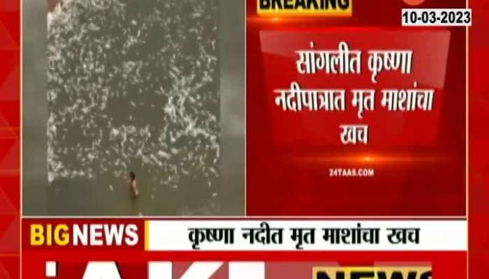 Sangli Resident On Fish Died Of Polluted Chemical Water