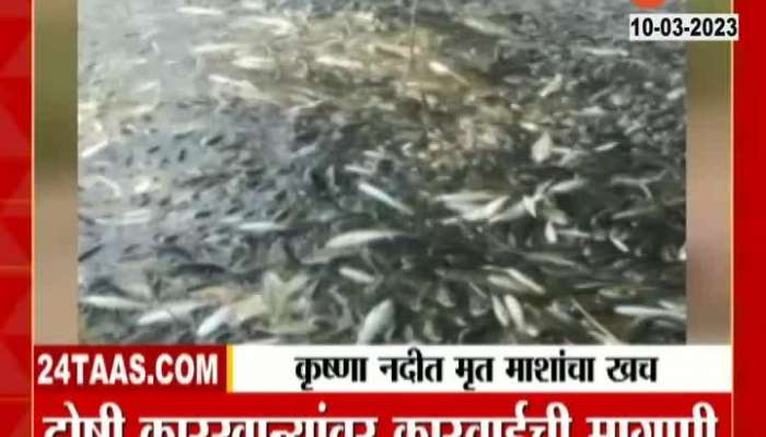 Sangli Krishna River Bank Dead Fishes