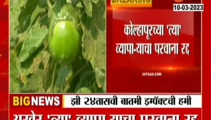 Price of 27 paisa per kilo of brinjal at Kolhapur, license of  trader cancelled