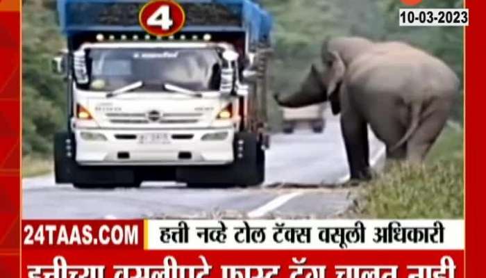 Thailand Elephant video viral 