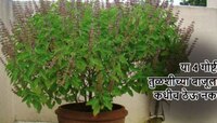 Tulsi Vastu: तुळशीच्या आजूबाजूला चुकूनही ठेऊ नका या 4 गोष्टी; घरावर येईल आर्थिक संकट