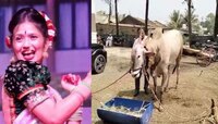 मी येतीये! Gautami Patil च्या पोस्टची एकच चर्चा, बैलाच्या वाढदिवशी होणार कल्ला