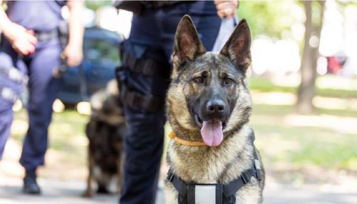 Crime News: जे पोलिसांना जमले नाही ते एका कुत्रीने करुन दाखवलं; फक्त 20 सेकंदात शोधला खुनी