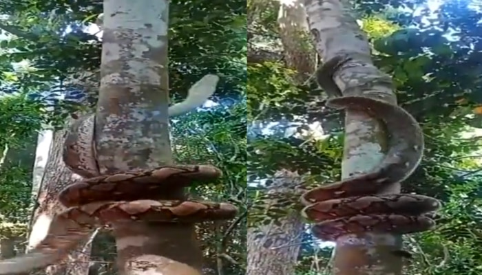 Snake On Tree : ...अन् महाकाय अजगर झपझप झाडावर चढला, Video पाहून तुमचेही डोळे गरगरतील!