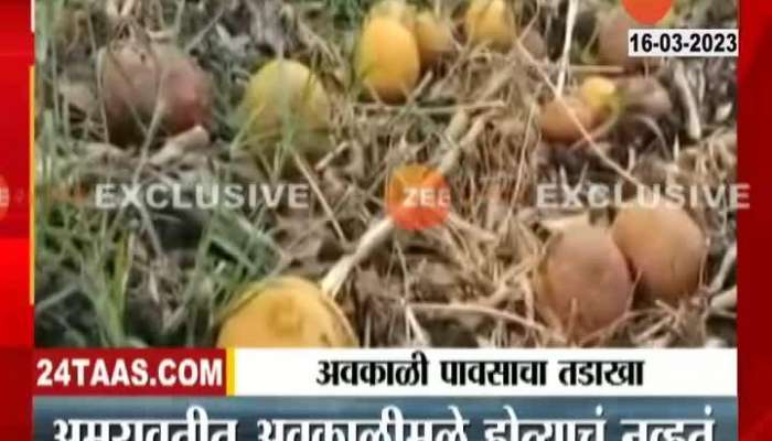 Amravati Fruit Farms Damge From Unseasonal Rainfall
