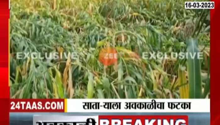 Unseasonal Rain Satara Farmers Affected