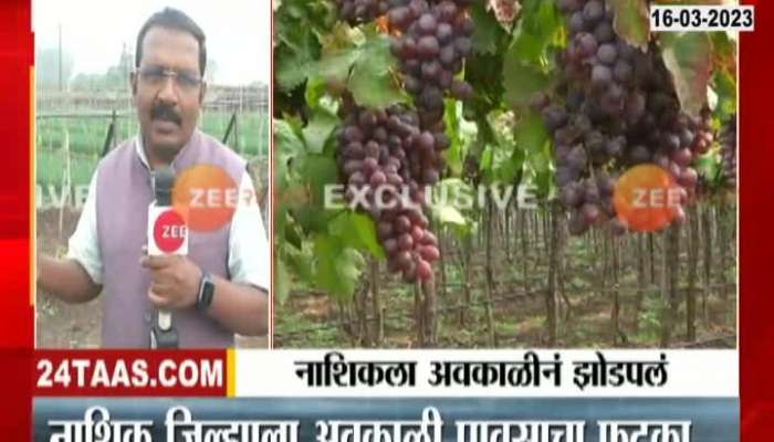 Nashik Grapes farmer loss due to unseasonal rain