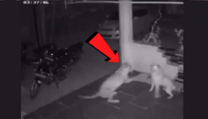 Pune CCTV: हिंजवडीत बिबट्याने घरासमोर बांधलेल्या कुत्र्याची केली शिकार; थरार सीसीटीव्हीमध्ये कैद