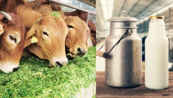 Cow Cess : मोठी बातमी! आता प्रत्येक दारूच्या बाटलीवर लागणार 10 रूपयांचा गोमाता अधिभार