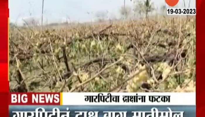  In Akkalkot taluka of Solapur, two and a half acres of orchards were destroyed due to bad weather