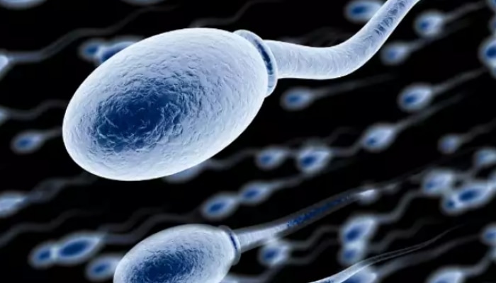 Semen ,Sperm, Sex Life,Relationship Tips,sexual health News,वीर्य,शुक्राणू,लैंगिक जीवन,रिलेशनशिप, Difference,Misused terms,Semen’s makeup,Semen’s purpose,Semen’s origin,Semen’s volume,Sperm and pre-cum,Sperm’s size,Sperm’s volume,Sperm’s longevity,Sperm’s development,Sperm’s production,Takeaway