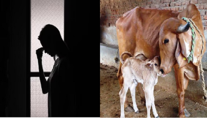 Crime News : ...अन् त्याने चक्क गाईसाठी बायकोला दिला दगा; लग्नानंतर काही दिवसातच नवरा गायब