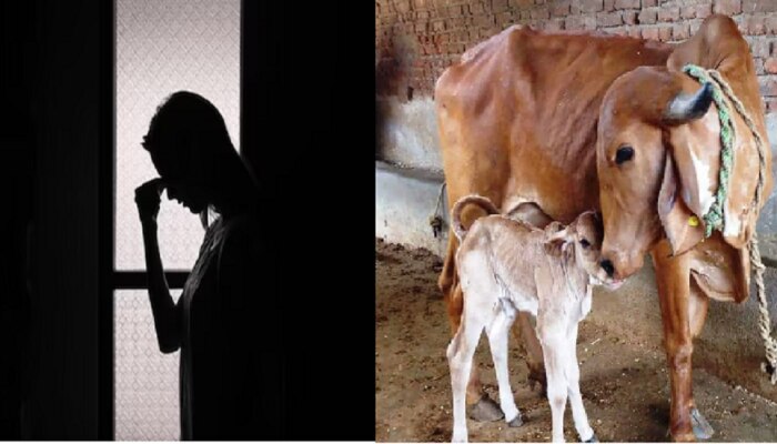 Crime News : ...अन् त्याने चक्क गाईसाठी बायकोला दिला दगा; लग्नानंतर काही दिवसातच नवरा गायब