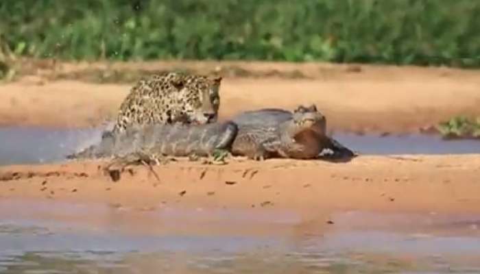 Jaguar Attack Crocodile: आराम करणाऱ्या मगरीच्या मागून चित्ता आला अन्...; 7.40 लाख Views मिळालेला Video पाहिला का?