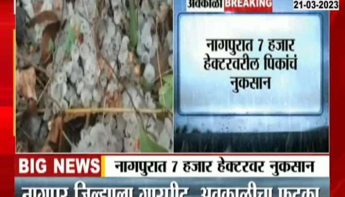 Nagpur Rain video Hailstorm, damage to wheat, gram, fruit and vegetable crops in Nagpur district 