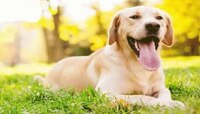 Why dogs Pant: जीभ बाहेर काढणारे Pet Dogs क्यूट दिसतात  पण त्यामागे आहे गंभीर कारण