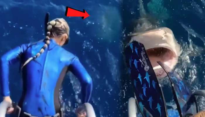 Shark Attack Video: ती समुद्रात उडी मारणार इतक्यात टायगर शार्क पाण्यातून वर आला अन्...