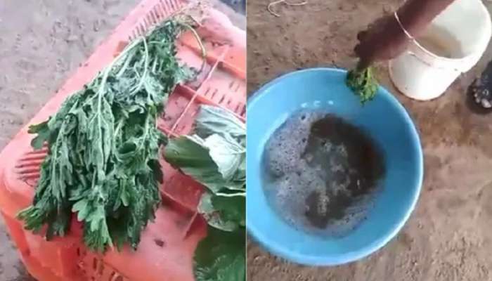 Viral Video: केमिकलमध्ये बुडवल्यानंतर सुकलेल्या पालेभाज्यांचं जे झालं ते पाहून तुमचेही डोळे विस्फारतील, पाहा धक्कादायक VIDEO