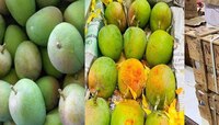 गुढीपाडव्यानिमित्त आंबा खरेदी, मुंबईत हापूसची मोठी आवक; जाणून घ्या दर