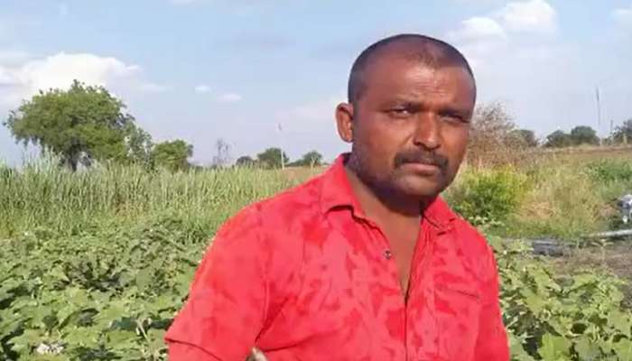 Maharashtra Farmer: वांग्याला मिळाला एक रुपये किलोचा भाव; संतप्त शेतकऱ्यांनी केलं असं काही की संपूर्ण बाजार बघत राहिला