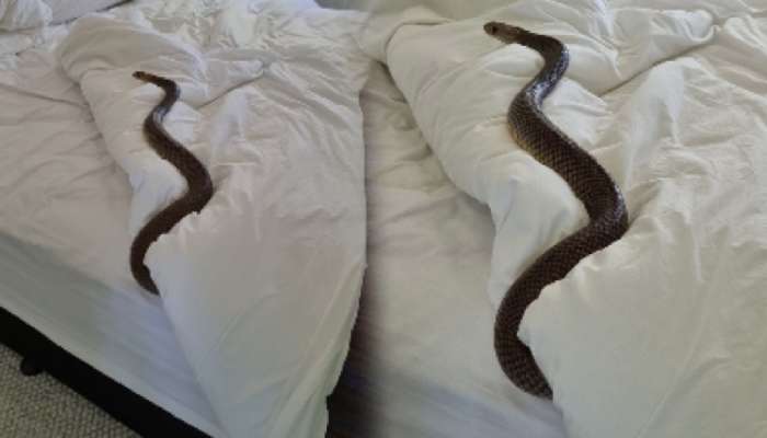 Snake In Bedroom: चादर बदलायला बेडरुममध्ये गेली अन् जगातील दुसरा सर्वात विषारी साप समोर पाहिल्यानंतर तिने...