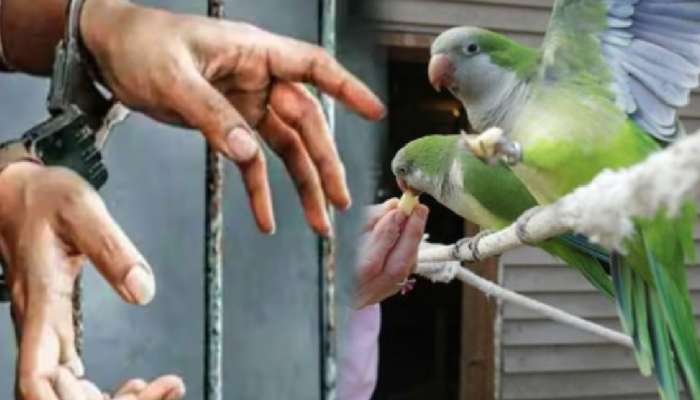 Crime News: पोपटामुळे मृत मालकिणीला 9 वर्षांनी मिळाला न्याय! दोन्ही आरोपींना जन्मठेपेची शिक्षा