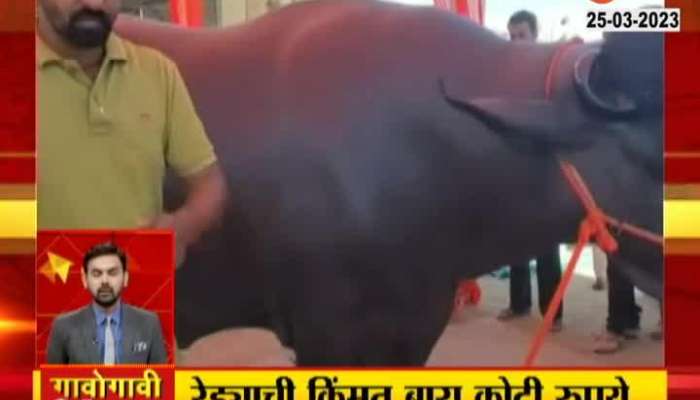  12 crores bull that earns the owner 75 lakhs