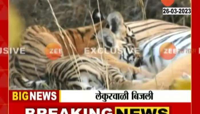 Tiger cubs playing with mother caught on camera